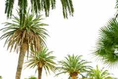 棕榈树冠明亮的天空背景夏天假期概念