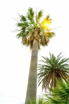棕榈树皇冠太阳明亮的天空背景夏天假期概念