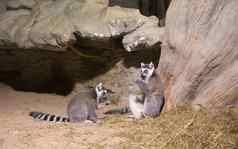 狐猴有趣的非洲动物哺乳动物马达加斯加