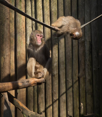 <strong>猴子</strong>动物园非洲哺乳动物动物
