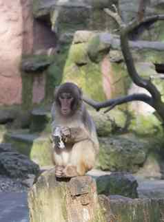 猴子动物园非洲哺乳动物动物