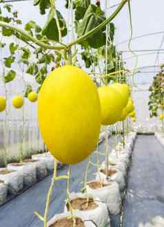 黄色的哈密瓜农场水果vigetable概念