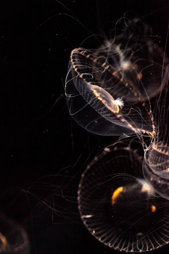 水晶水母aequorea维多利亚生物荧光水生动物