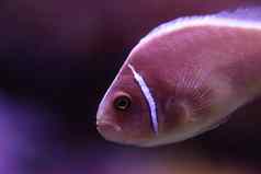 粉红色的臭鼬小丑鱼被称为安菲普瑞恩佩里德拉翁