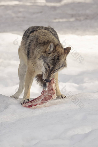 狼吃肉雪