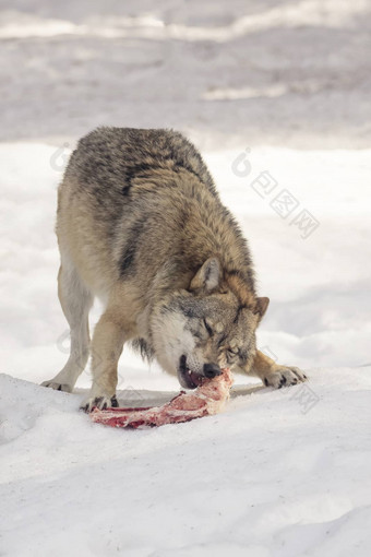 狼吃肉雪