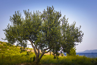 橄榄树日落海岛屿背景