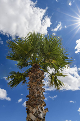 棕榈树蓝色的天空白色云海星