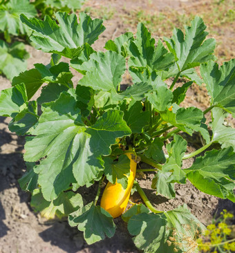 植物黄色的蔬菜生气