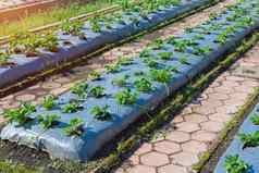 草莓布什日益增长的农业农场生态友好的花园