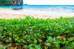 特写镜头紫色的热带花海滩泰国