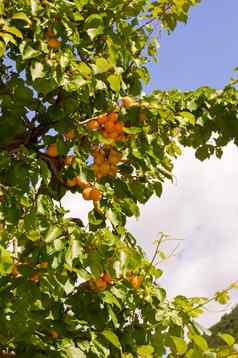 视图杏树成熟的水果