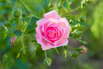 分支粉红色的<strong>玫瑰</strong>花味蕾