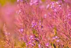 粉红色的杂草花春天草地