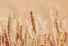 成熟的金小麦场夏季