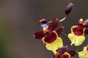 黄色的栗色金蝶兰属植物兰花混合动力花