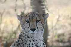 猎豹博茨瓦纳非洲萨凡纳野生动物哺乳动物