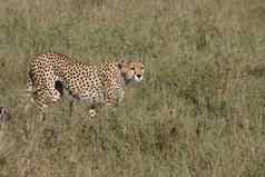猎豹博茨瓦纳非洲萨凡纳野生动物哺乳动物