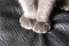 猫的爪子苏格兰褶皱猫