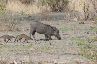 野生疣猪猪危险的哺乳动物非洲萨凡纳肯尼亚