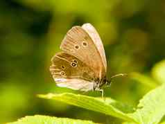 棕色（的）长卷发蝴蝶休息叶翅膀开放