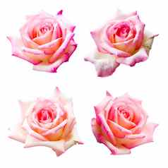集合美丽的粉红色的玫瑰孤立的白色背景花情人婚礼