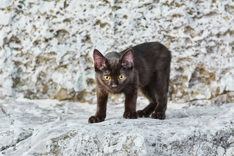 黑色的小猫