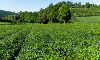 新鲜的茶农场