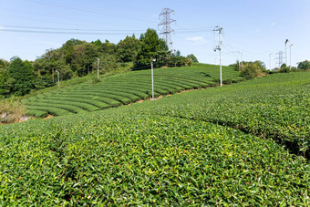 绿色茶树花园