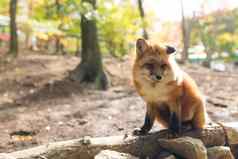 可爱的狐狸户外秋天