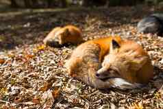 红色的狐狸睡觉户外