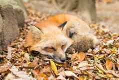 红色的狐狸睡觉