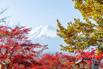 山富士枫木树