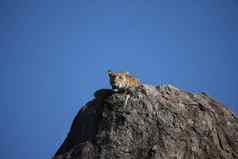 豹肯尼亚非洲萨凡纳野生动物猫哺乳动物