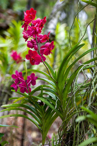兰花新加坡botannical花园