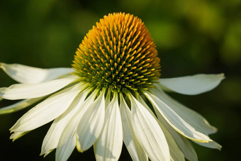 松果菊<strong>紫</strong>锥菊<strong>紫</strong>竹