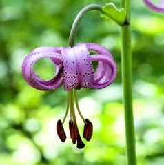 花森林莉莉百合属植物martagon