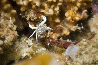 (2008年)蟹pinnotherespisum
