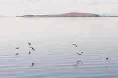 海鸥飞行伟大的盐湖羚羊岛状态由