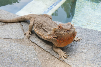宠物有胡子的<strong>龙</strong>波戈纳蜥蜴在游泳池边
