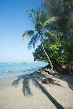 椰子砰砰砰树蓝色的天空海海滩背景