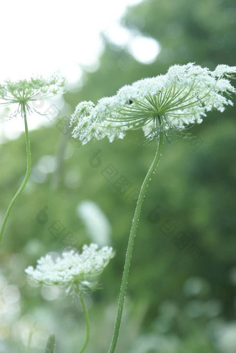 女王安妮花边花系列