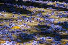 蓝色的蓝花楹蓝花楹mimosifolia花瓣地面