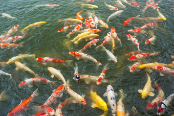 日本锦 鲤鲤鱼池塘