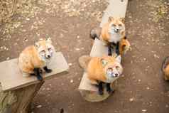 集团狐狸动物园公园