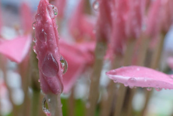 美丽的春天黛西<strong>花露水</strong>下降