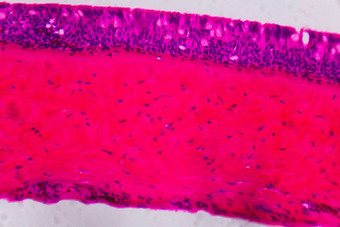 anodonta鳃纤毛上皮细胞显微镜阿布斯特拉