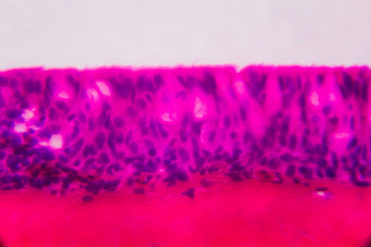 anodonta鳃纤毛上皮细胞显微镜阿布斯特拉