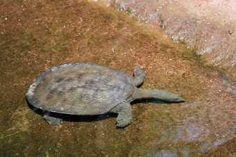 乌龟游泳生物园丰希