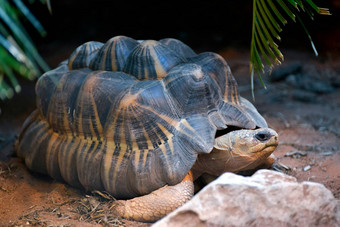 <strong>辐射</strong>乌龟astrochelys<strong>辐射</strong>型